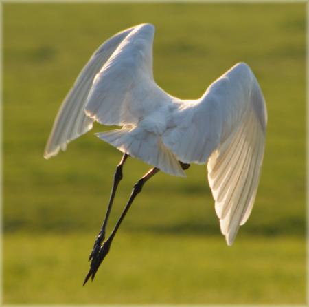 Eurasian Spoonbill