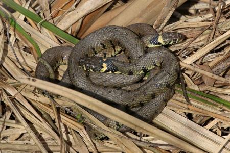 European Grass Snake