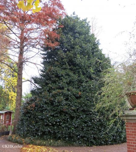 european holly