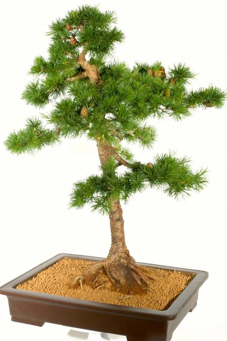 European larch bonsai