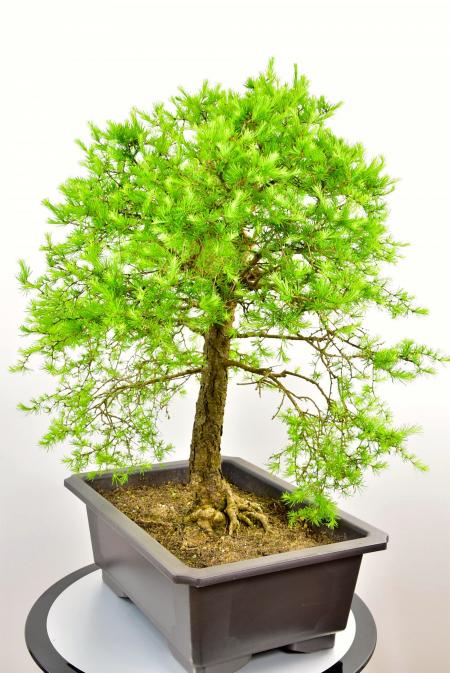 Larch bonsai tree