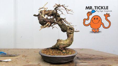 Larch bonsai tree