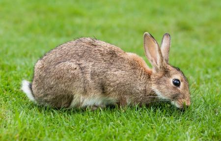 European Rabbits