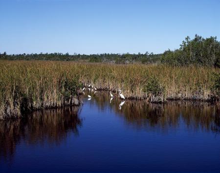 Everglades