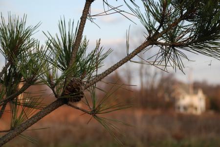 Evergreen branch with pinecone