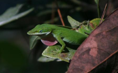 Excited anole