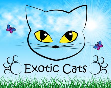 Exotic Cats Indicates Felines Unique And Unusual