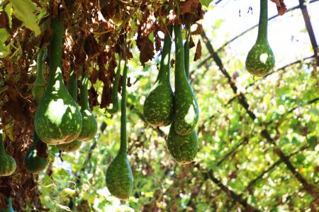 Exotic fruits ripening on the tree