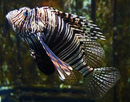 Exotic striped fish in the sea