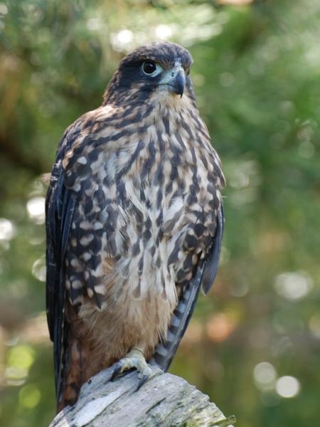 Falcon on the Tree