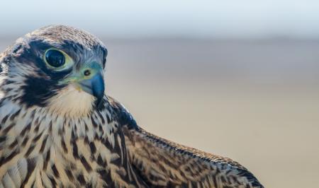 Falcon Tied up