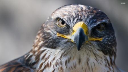 Falcon Upclose