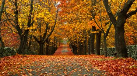 Fall Foliage