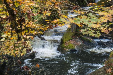 Fall Foliage in Oregon