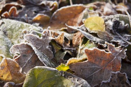 Fall Foliage