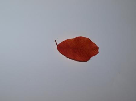 Fall leaf