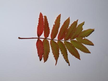 Fall leaf