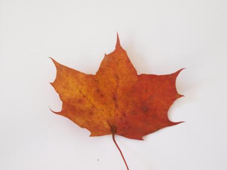 Fall leaf
