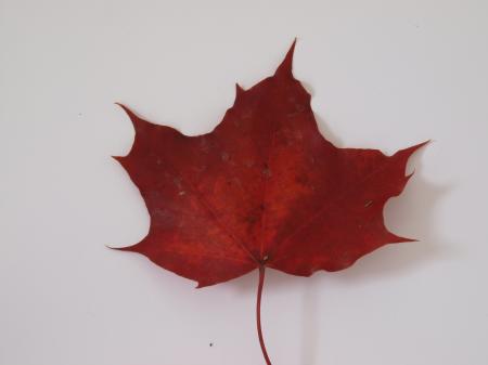 Fall leaf