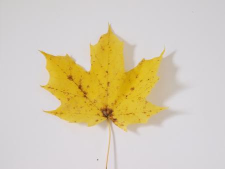 Fall leaf