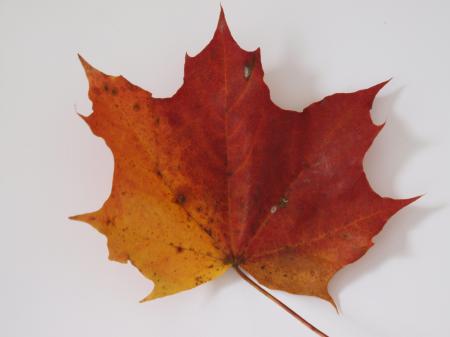 Fall leaf