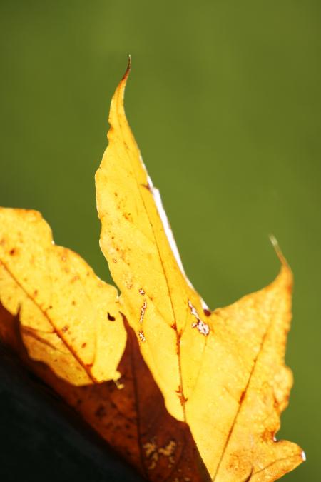 Fall Leafs