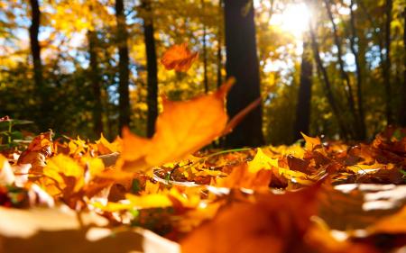 Fallen Autumn Leaves