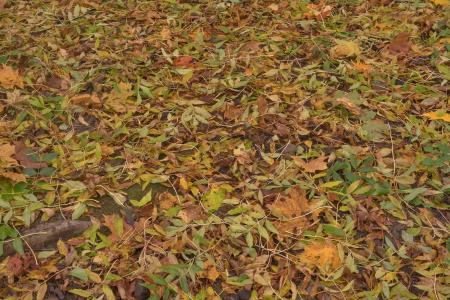 Fallen Grass Texture