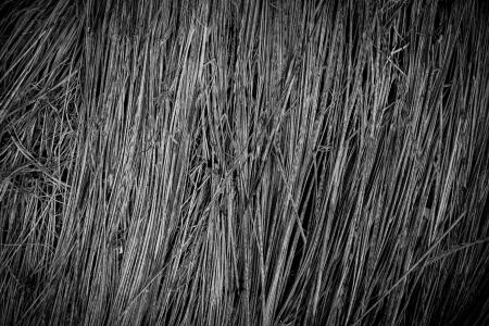 Fallen Grass Texture