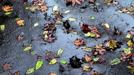 Fallen Leaves