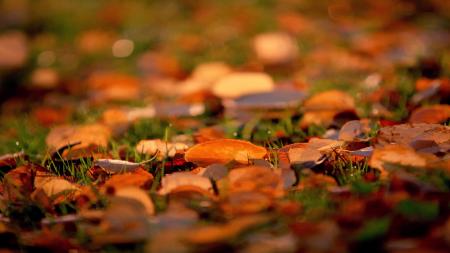 Fallen Leaves