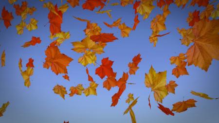 Fallen Leaves