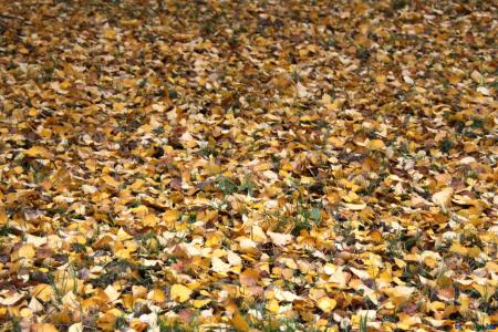 Fallen Leaves Texture