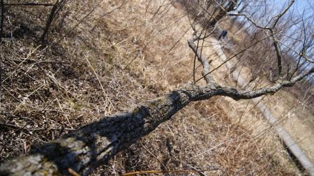 Fallen Tree