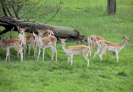 Fallow Deer