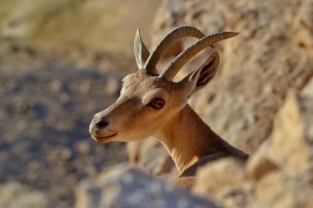 Fallow Deer