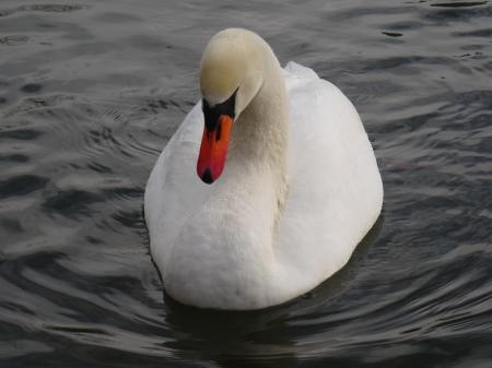 Familia del cisne Carolasee (Lago Carola)