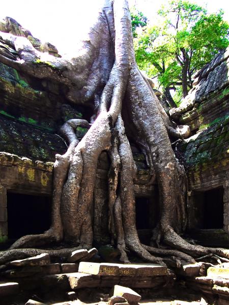 Famous giant spung tree roots enveloping