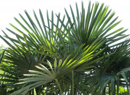 Fan Palm