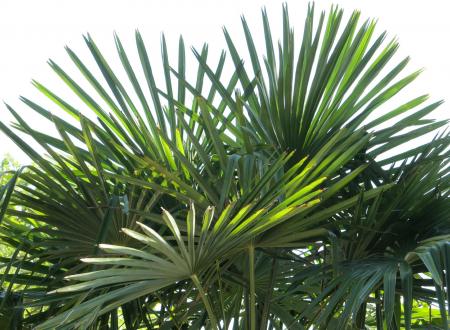 Fan Palm