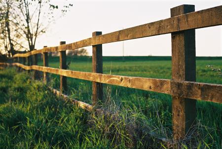 With the Fence