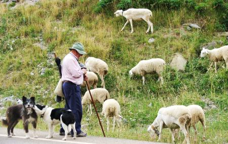 Farmer with sheep and dogs