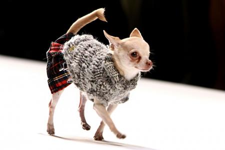 Fashionable Dog