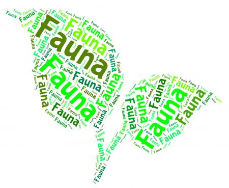 Fauna Word Represents Animal Kingdom And Area