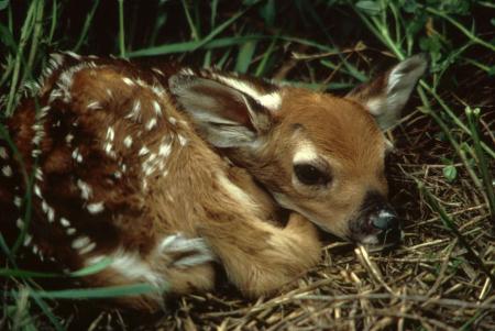 Fawn in the Jungle