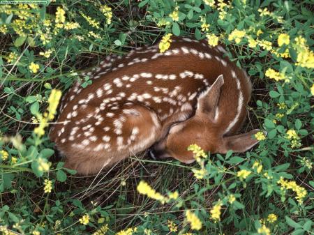 Fawn Sleeping