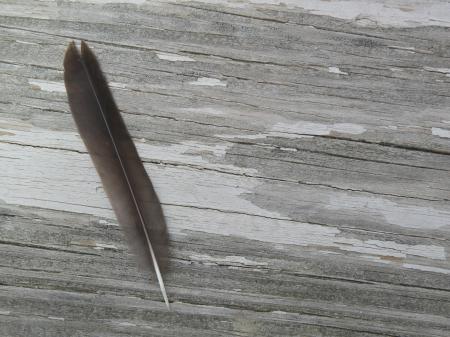 Feather and Wood