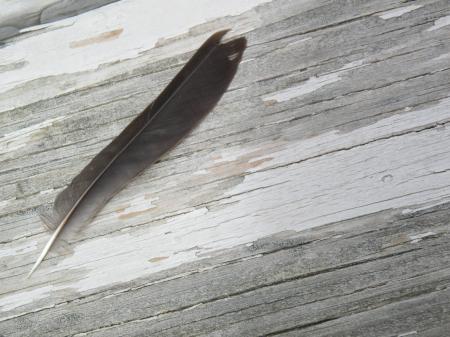 Feather and Wood