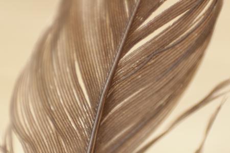 Feather Closeup