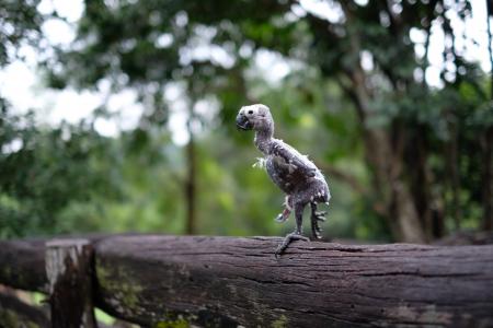 Featherless Bird on Wooden Fence